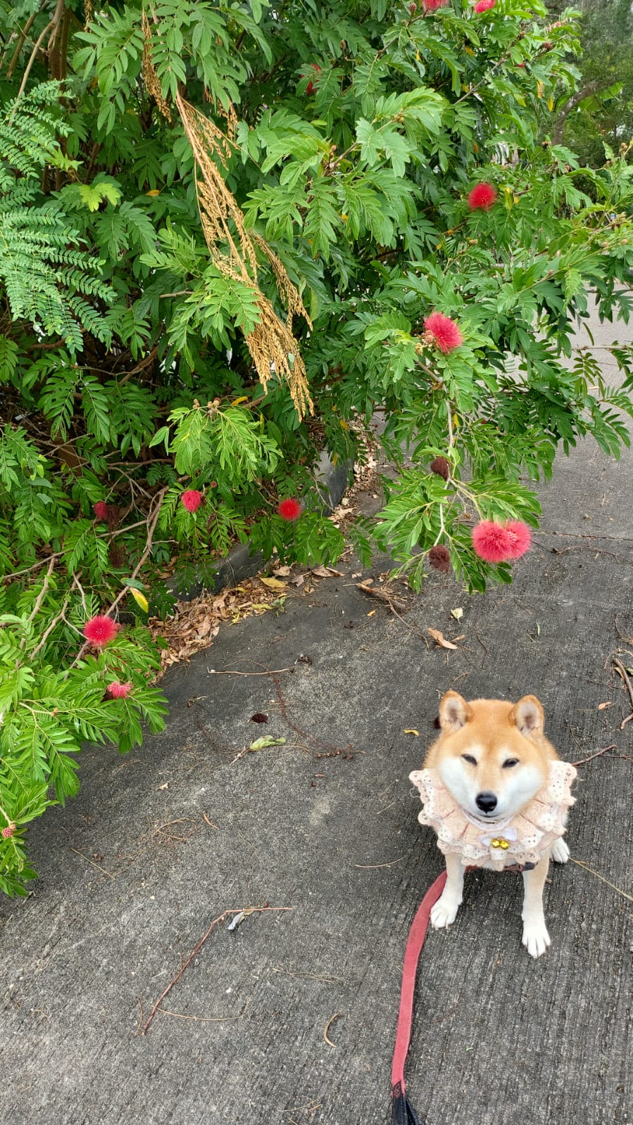 Dog Tee